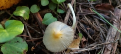 Bolbitius