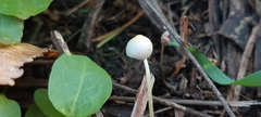Bolbitius