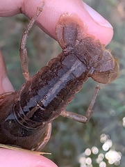 Creaserinus hedgpethi