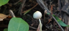 Bolbitius