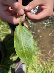 Alisma