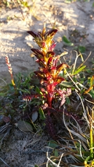 Pedicularis flammea