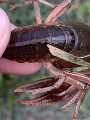 Creaserinus hedgpethi