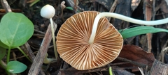 Bolbitius