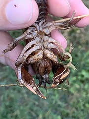 Creaserinus hedgpethi