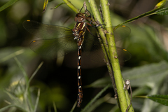 Austroaeschna pulchra