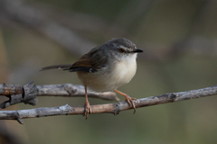 Prinia subflava