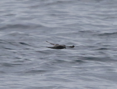 Hydrobates homochroa