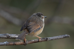 Prinia subflava