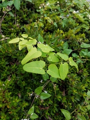 Akebia trifoliata