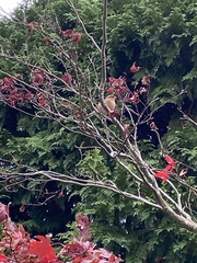 Fringilla coelebs gengleri