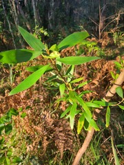 Persoonia stradbrokensis