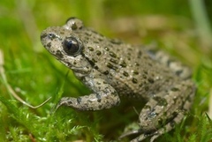 Pelodytes punctatus