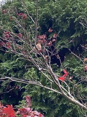 Fringilla coelebs gengleri