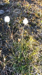 Eriophorum callitrix