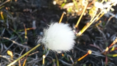 Eriophorum callitrix