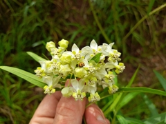 Gomphocarpus