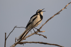 Motacilla aguimp