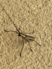 Neoptychodes trilineatus