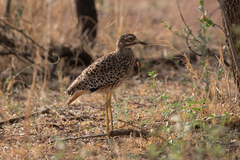 Burhinus capensis