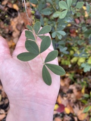 Baptisia australis aberrans