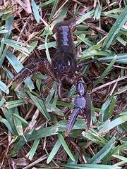 Creaserinus hedgpethi