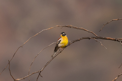 Emberiza flaviventris