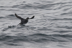 Ptychoramphus aleuticus