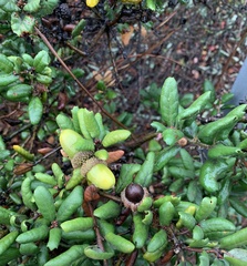 Quercus durata durata