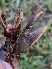 Creaserinus hedgpethi