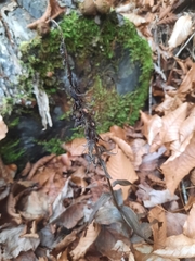 Epipactis helleborine