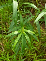Gomphocarpus