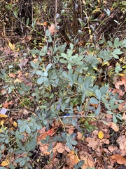 Baptisia australis aberrans