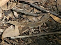 Diplodactylus vittatus