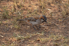 Passer motitensis