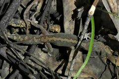 Diplodactylus vittatus