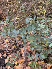 Baptisia australis aberrans