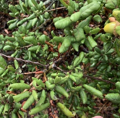 Quercus durata durata