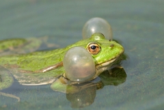 Pelophylax ridibundus