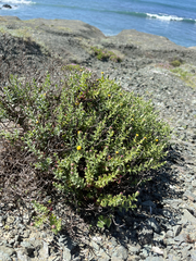 Bajacalia tridentata