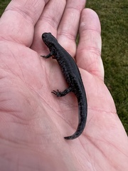 Ambystoma