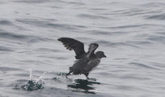 Ptychoramphus aleuticus