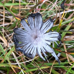 Coprinopsis semitalis