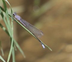 Enallagma novaehispaniae