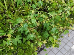 Ampelopsis glandulosa heterophylla