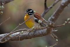 Emberiza flaviventris