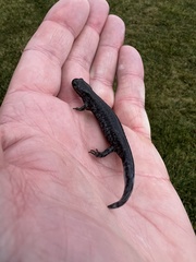 Ambystoma