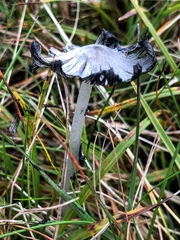 Coprinopsis semitalis