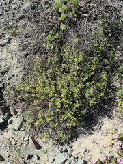 Bajacalia tridentata