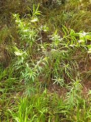 Gomphocarpus